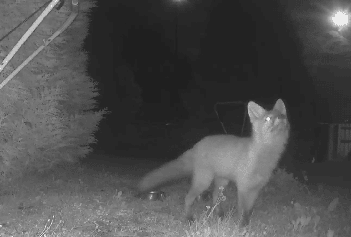 Jag matar en vild räv vid sommarstugan i Filipstad — sedan två år tillbaka 🦊