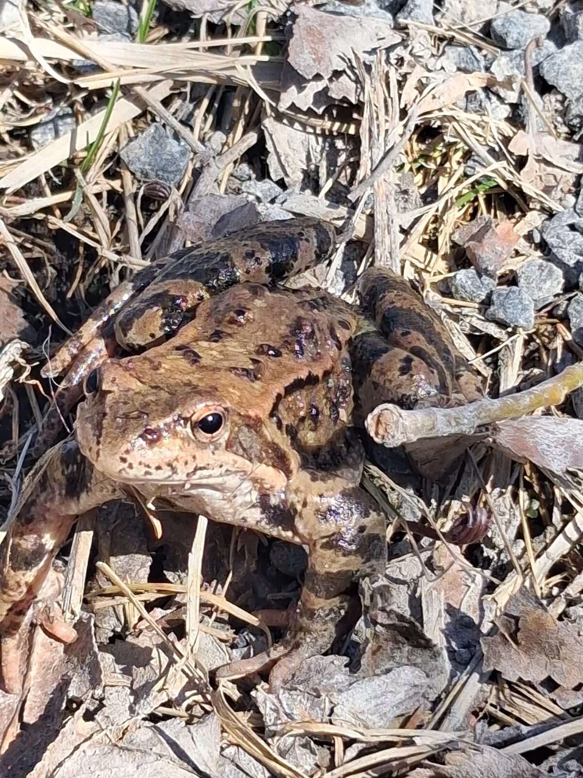 Helping frogs cross the road